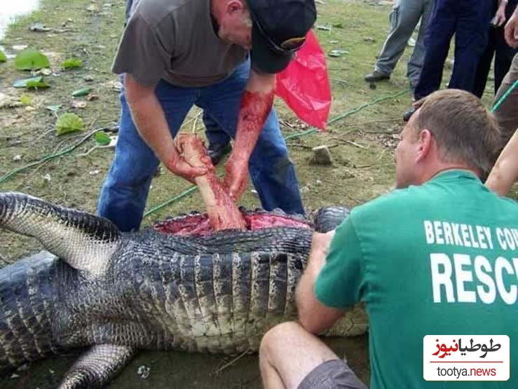 (ویدئو) تمساح عظیم‌الجثه‌ و وحشتناکی که یک دختربچه را بلعیده بود شکار شد