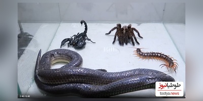 مستند حیات وحش حیوانات/ راز بقا، این داستان: نبرد نفس‌گیر مار، عقرب سیاه، رتیل، هزارپا