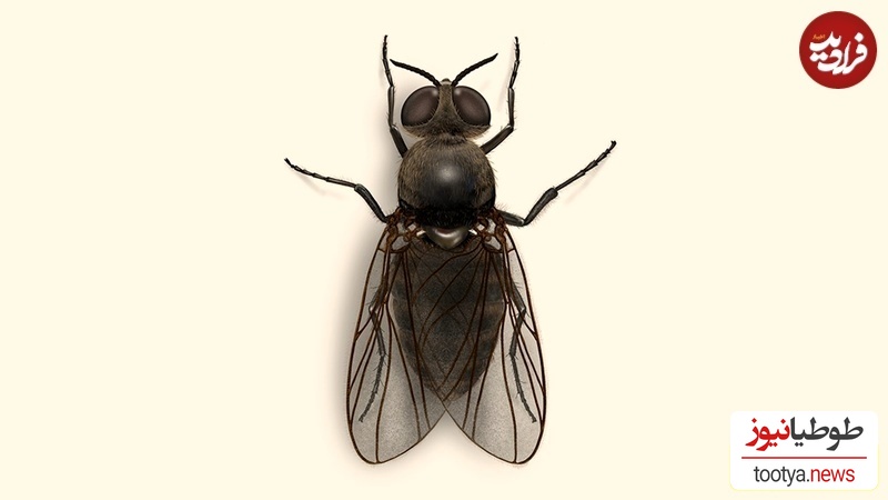 مگس سیاه   