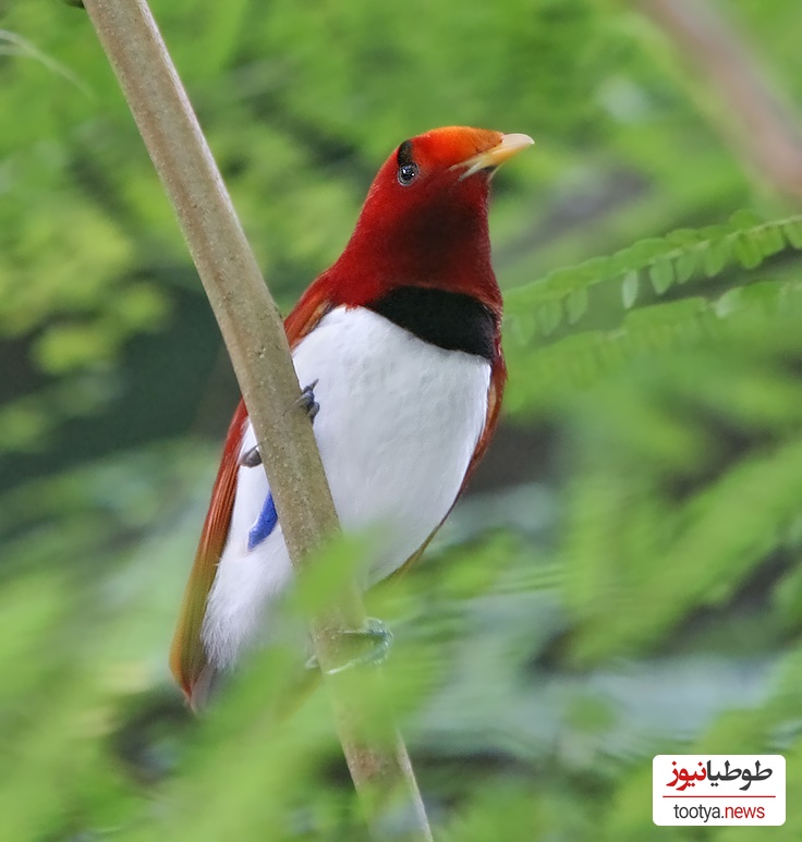 شاه پرندگان (King Bird)