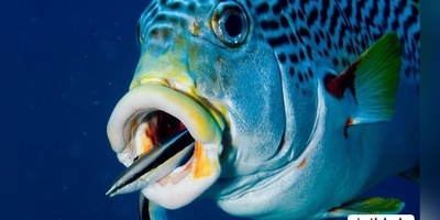 (ویدئو) با ماهرترین و محبوب ترین پزشک در سرتاسر آب های شیرین دنیا آشنا شوید!