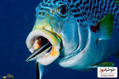 (ویدئو) با ماهرترین و محبوب ترین پزشک در سرتاسر آب های شیرین دنیا آشنا شوید!