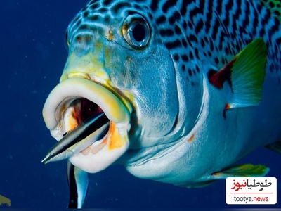 (ویدئو) با ماهرترین و محبوب ترین پزشک در سرتاسر آب های شیرین دنیا آشنا شوید!