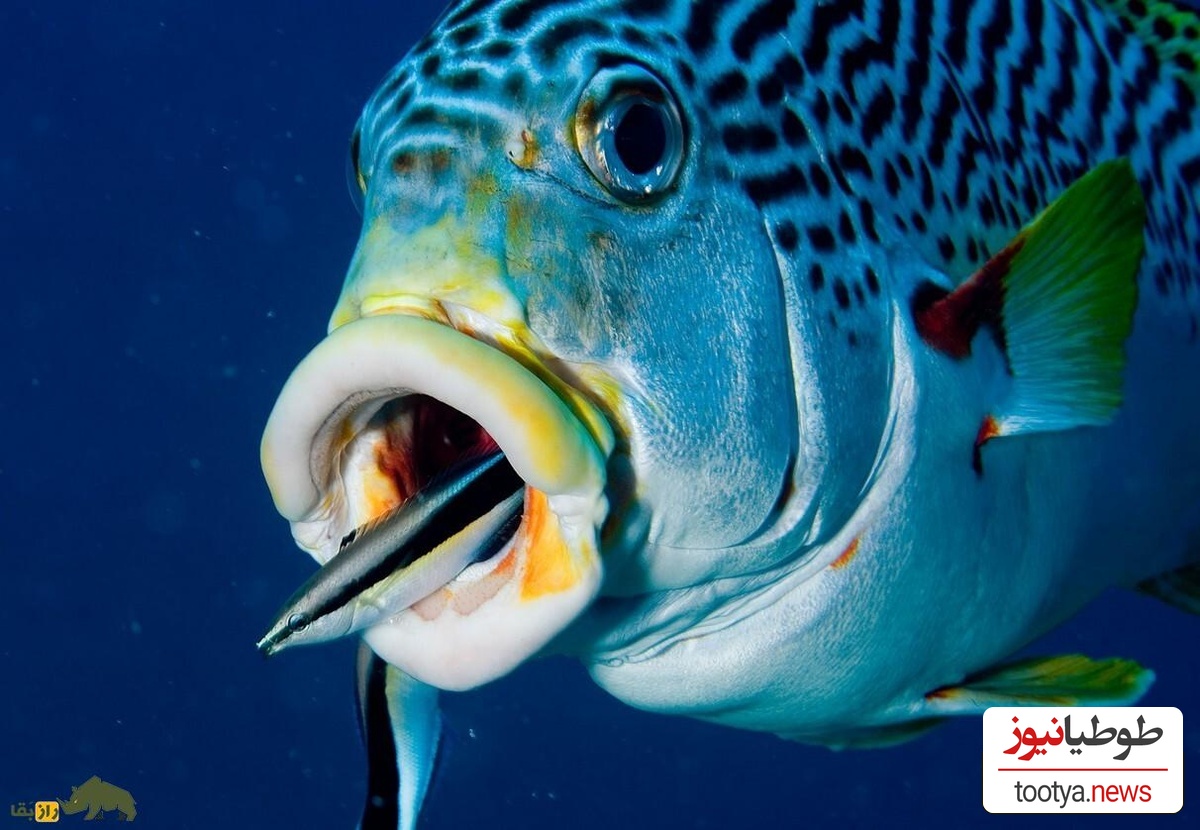 (ویدئو) با ماهرترین و محبوب ترین پزشک در سرتاسر آب های شیرین دنیا آشنا شوید!