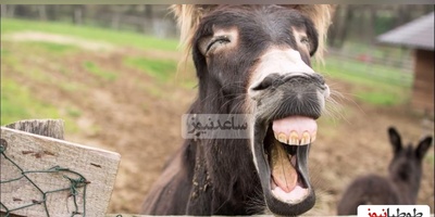 ویدیویی جالب از خنده یک الاغ وقتی سگ کناریش رو برق میگیره/ رسما داره میپاشه از خنده😂