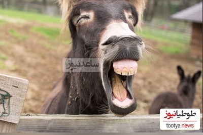 ویدیویی جالب از خنده یک الاغ وقتی سگ کناریش رو برق میگیره/ رسما داره میپاشه از خنده😂