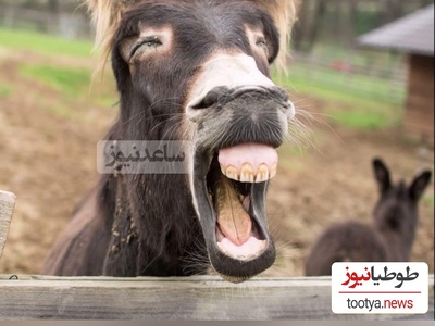 ویدیویی جالب از خنده یک الاغ وقتی سگ کناریش رو برق میگیره/ رسما داره میپاشه از خنده😂