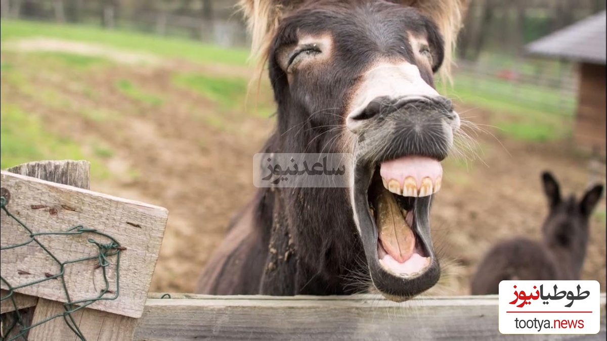 ویدیویی جالب از خنده یک الاغ وقتی سگ کناریش رو برق میگیره/ رسما داره میپاشه از خنده😂