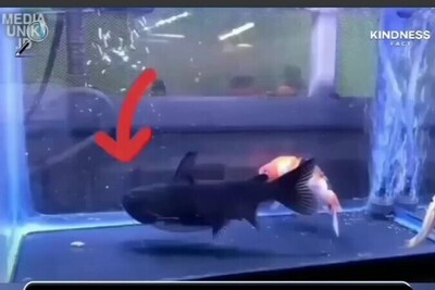 (ویدئو) ماهی که بعد از 4 سال همزیستی دوستش را بلعید