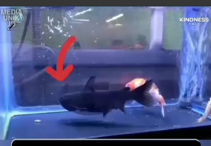 (ویدئو) ماهی که بعد از 4 سال همزیستی دوستش را بلعید