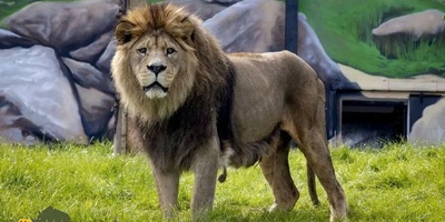 آخرین عکس و فیلم از 5 حیوان منقرض شده!/ غمگین ترین تصویر از ببر مازندران و نایاب ترین عکس از شیر بربری!