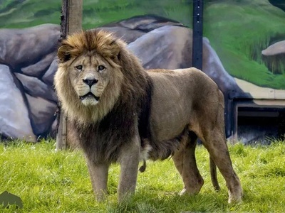 آخرین عکس و فیلم از 5 حیوان منقرض شده!/ غمگین ترین تصویر از ببر مازندران و نایاب ترین عکس از شیر بربری!