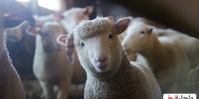 (ویدئو) حیوانی که نسل بشریت به آن مدیون اند!/ حقایق عجیب و حیرت آور گوسفند که نمیدانستید!