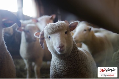(ویدئو) حیوانی که نسل بشریت به آن مدیون اند!/ حقایق عجیب و حیرت آور گوسفند که نمیدانستید!