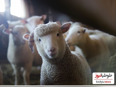 (ویدئو) حیوانی که نسل بشریت به آن مدیون اند!/ حقایق عجیب و حیرت آور گوسفند که نمیدانستید!