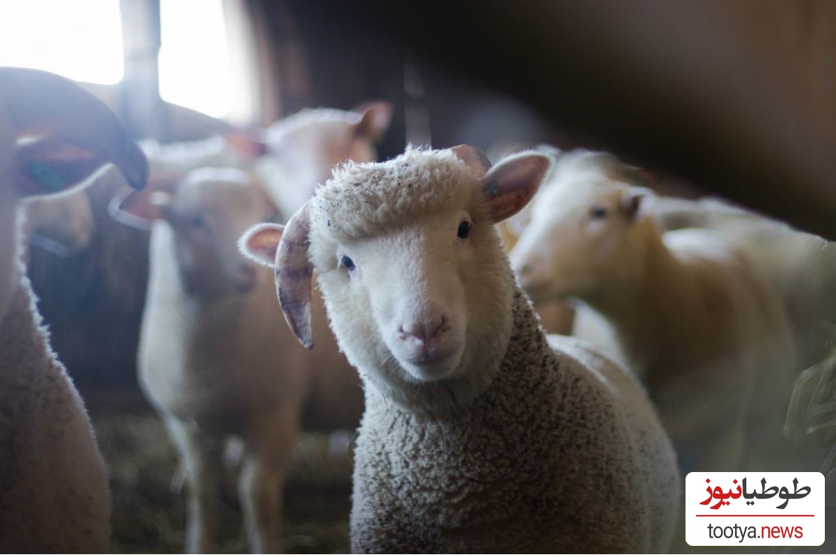 (ویدئو) حیوانی که نسل بشریت به آن مدیون اند!/ حقایق عجیب و حیرت آور گوسفند که نمیدانستید!
