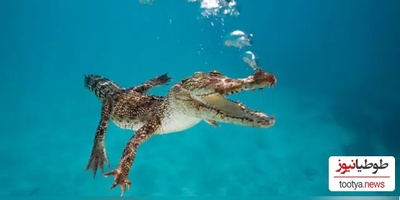 تجاوز به کروکودیل؟!/ اتفاقی که پلیس آمریکا را هم شوکه کرد! + عکس