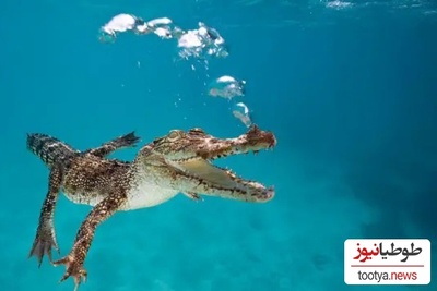 تجاوز به کروکودیل؟!/ اتفاقی که پلیس آمریکا را هم شوکه کرد! + عکس