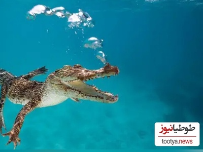 تجاوز به کروکودیل؟!/ اتفاقی که پلیس آمریکا را هم شوکه کرد! + عکس