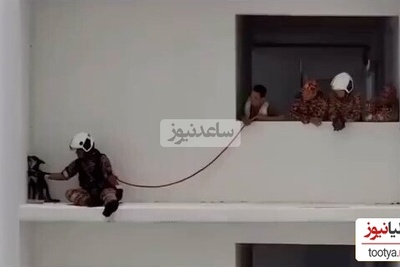 (ویدئو) بامزه ترین عملیات تیم آتش نشانی برای نجات سگی که قهر کرده / آتش نشان کلافه شد چقد خوب داره قانع میکنه برگرده تو خونه؛ ولی از رو نمیره 🤨