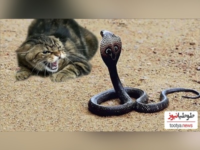 (ویدئو) مستند حیات وحش حیوانات/ راز بقا، این داستان: نبرد نفس‌گیر یوزگربه و مار افعی