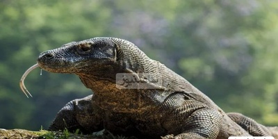 جانورانی که رکورداران «تولیدمثل» هستند+عکس