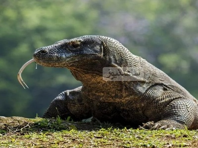 جانورانی که رکورداران «تولیدمثل» هستند+عکس