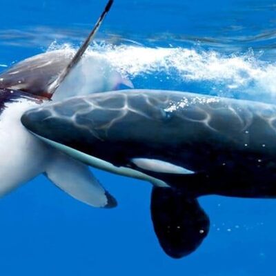 (فیلم) صدای هولناک و رمزآلود در اقیانوس!/نهنگ در دنیای حیوانات بلندترین صدا را دارد!