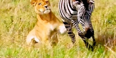 (ویدئو) مستندحیات وحش، راز بقا؛ این داستان: لگدهای قدرتمند گورخر آفریقایی برای مهار حملات برق آسای چیتا