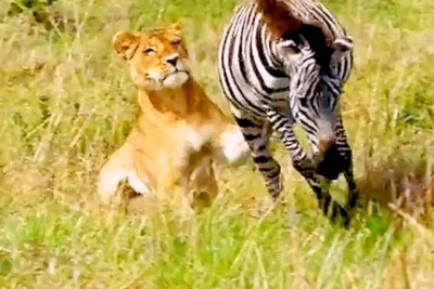 (ویدئو) مستندحیات وحش، راز بقا؛ این داستان: لگدهای قدرتمند گورخر آفریقایی برای مهار حملات برق آسای چیتا