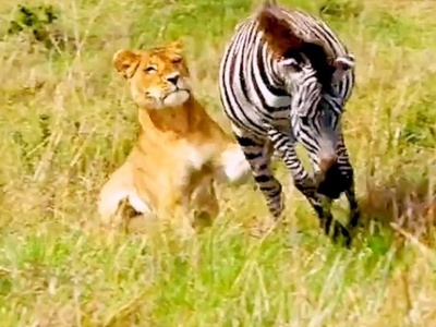 (ویدئو) مستندحیات وحش، راز بقا؛ این داستان: لگدهای قدرتمند گورخر آفریقایی برای مهار حملات برق آسای چیتا