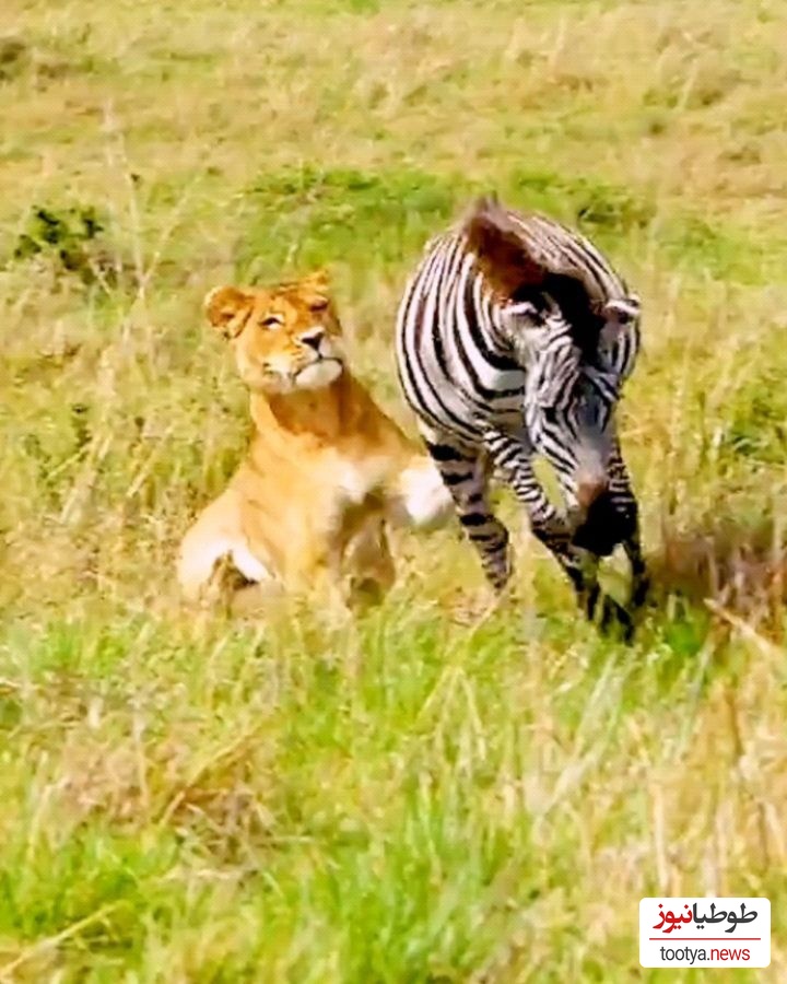 (ویدئو) مستندحیات وحش، راز بقا؛ این داستان: لگدهای قدرتمند گورخر آفریقایی برای مهار حملات برق آسای چیتا