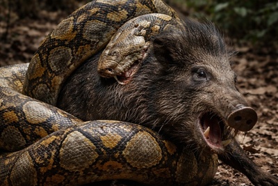 (ویدئو) مستند حیات وحش حیوانات/ حمله مار پایتون به گراز وحشی