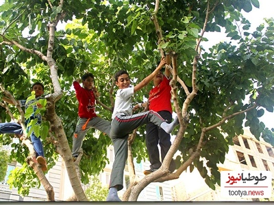 خلاقیت خنده‌دار پدر ایرانی در چیدن توت حماسه ای آفرید جهانی و بین المللی
