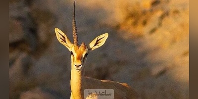 (ویدیو) بازگشت زیبای افسانه‌های باستانی به حیات وحش ایران/ بعد از همای سعادت جولان آهوی تک شاخ ایرانی در هرمز