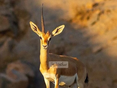 (ویدیو) بازگشت زیبای افسانه‌های باستانی به حیات وحش ایران/ بعد از همای سعادت جولان آهوی تک شاخ ایرانی در هرمز