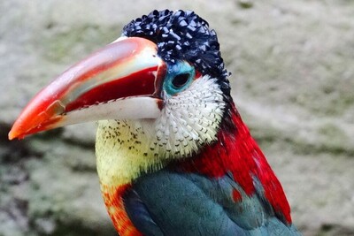(تصاویر) شگفت انگیزترین پرندگان نایاب جهان  با خاصترین ظاهر و رنگ هایی که شبیهشان را نمیتوان یافت