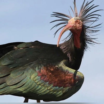 پرواز پرنده ی باستانی بعد از 300 سال!+تصاویر