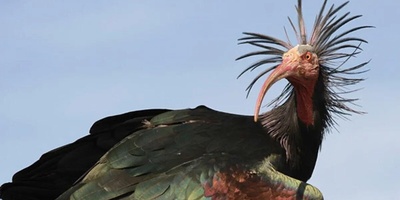 پرواز پرنده ی باستانی بعد از 300 سال!+تصاویر