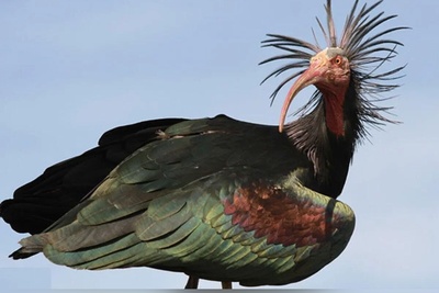 پرواز پرنده ی باستانی بعد از 300 سال!+تصاویر