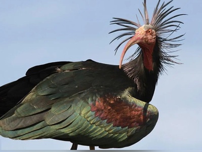 پرواز پرنده ی باستانی بعد از 300 سال!+تصاویر