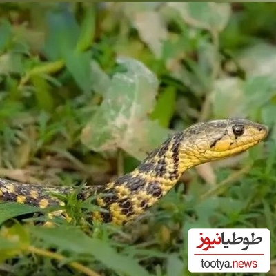 گیاهانی که مارها را فراری می دهند/ با داشتن اینا دیگه نگران هیچی نباش