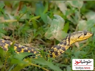 گیاهانی که مارها را فراری می دهند/ با داشتن اینا دیگه نگران هیچی نباش