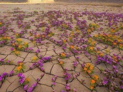 (ویدئو) خشک‌ ترین بیابان جهان شکوفه داد / خدا اگه بخواد هر غیرممکنی ممکن میشه😍
