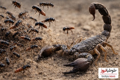 (ویدئو) مستند حیات وحش حیوانات/ نبرد هزار سوسک پرشی در مقابل عقرب