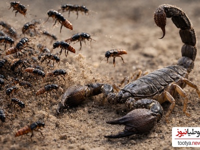 (ویدئو) مستند حیات وحش حیوانات/ نبرد هزار سوسک پرشی در مقابل عقرب