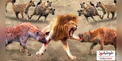 ویژه علاقه مندان به مستند حیات وحش حیوانات/ راز بقا: نبرد نفس‌گیر شیر و کفتار