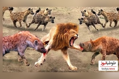 ویژه علاقه مندان به مستند حیات وحش حیوانات/ راز بقا: نبرد نفس‌گیر شیر و کفتار
