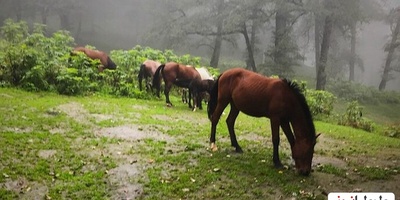 گردش اسب های فوق العاده زیبا در دل طبیعت + ویدئو/اینجا سوئیس و هلند نیست گیلان خودمونه😍