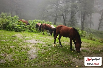 گردش اسب های فوق العاده زیبا در دل طبیعت + ویدئو/اینجا سوئیس و هلند نیست گیلان خودمونه😍